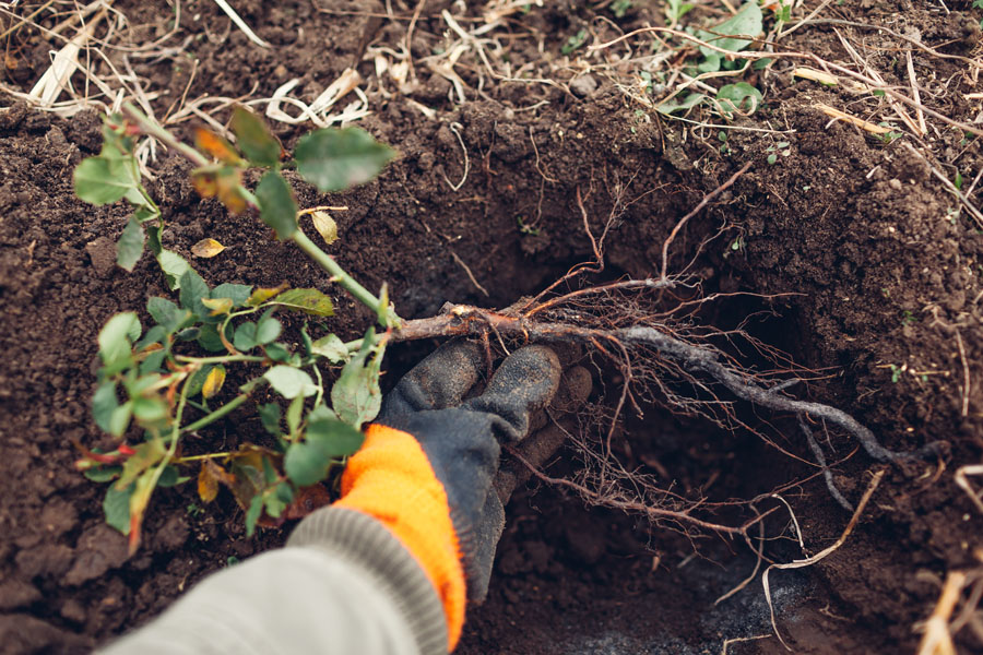 Spring & Fall Cleanup Service Process