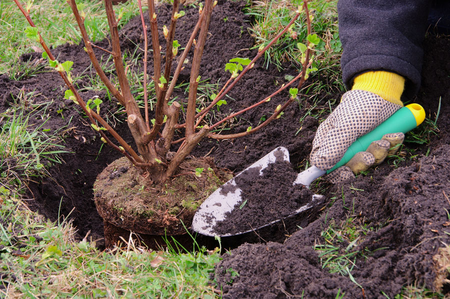 Rooted Lawn & Landscape offers tree and shrub installation services in Carmel, IN