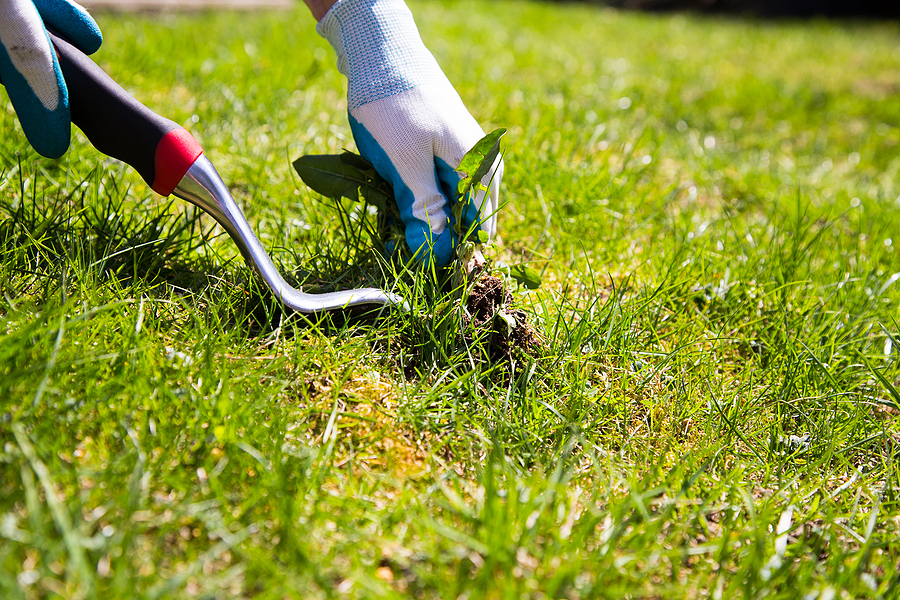 A Homeowner’s Guide to Indiana Weed Control