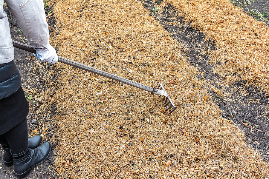 Pine straw on lawn